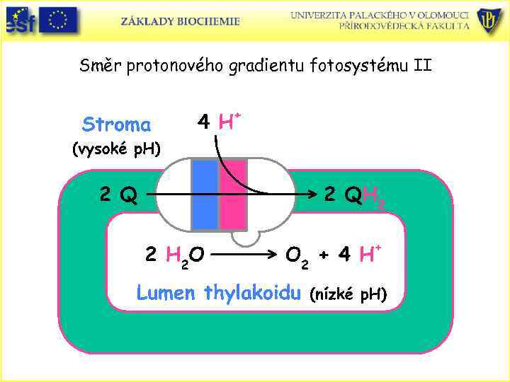 Směr protonového gradientu fotosystému II 