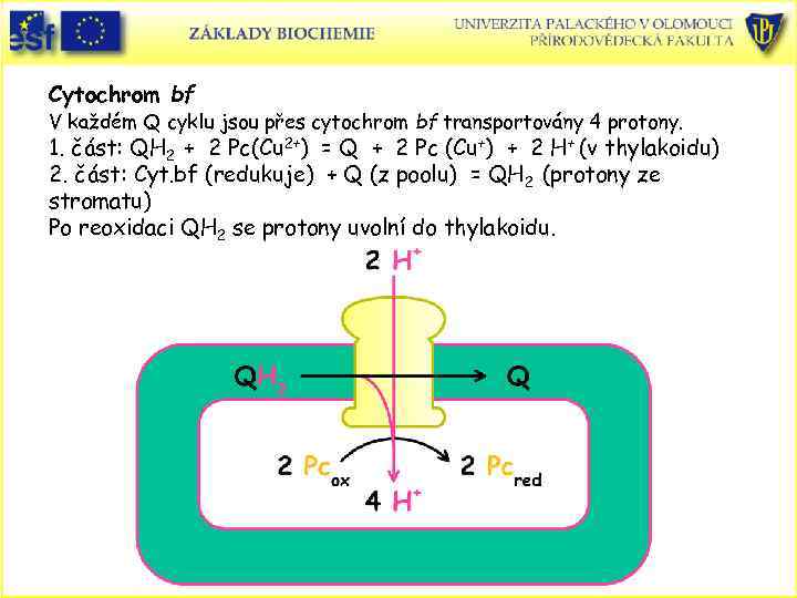 Cytochrom bf V každém Q cyklu jsou přes cytochrom bf transportovány 4 protony. 1.