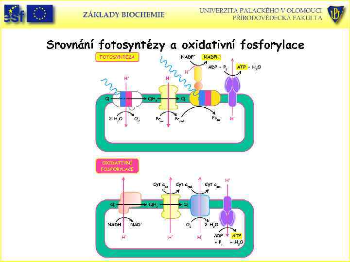 Srovnání fotosyntézy a oxidativní fosforylace 