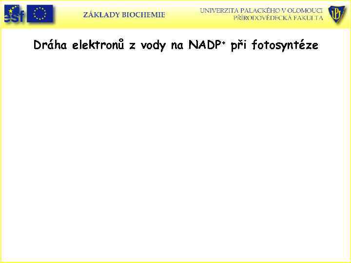 Dráha elektronů z vody na NADP+ při fotosyntéze 