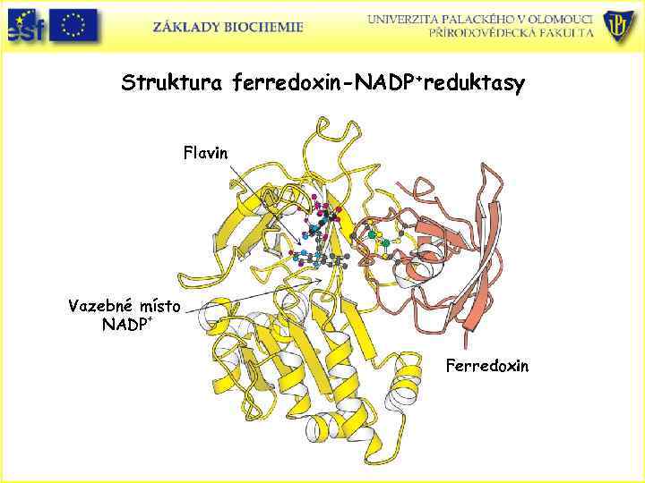 Struktura ferredoxin-NADP+reduktasy Flavin Vazebné místo NADP+ Ferredoxin 