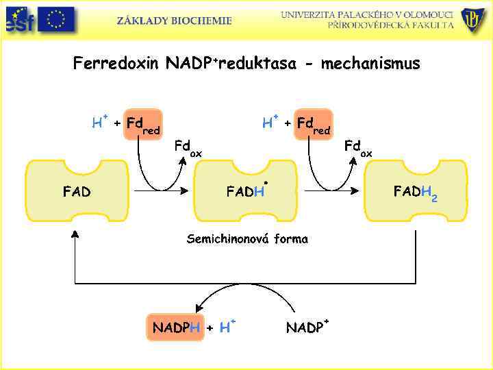 Ferredoxin NADP+reduktasa - mechanismus 