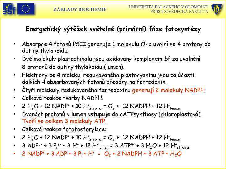 Energetický výtěžek světelné (primární) fáze fotosyntézy • • • Absorpce 4 fotonů PSII generuje