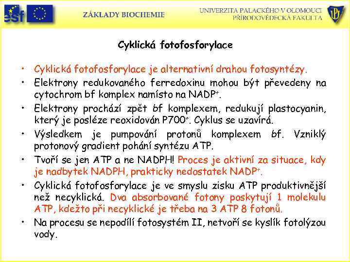 Cyklická fotofosforylace • Cyklická fotofosforylace je alternativní drahou fotosyntézy. • Elektrony redukovaného ferredoxinu mohou