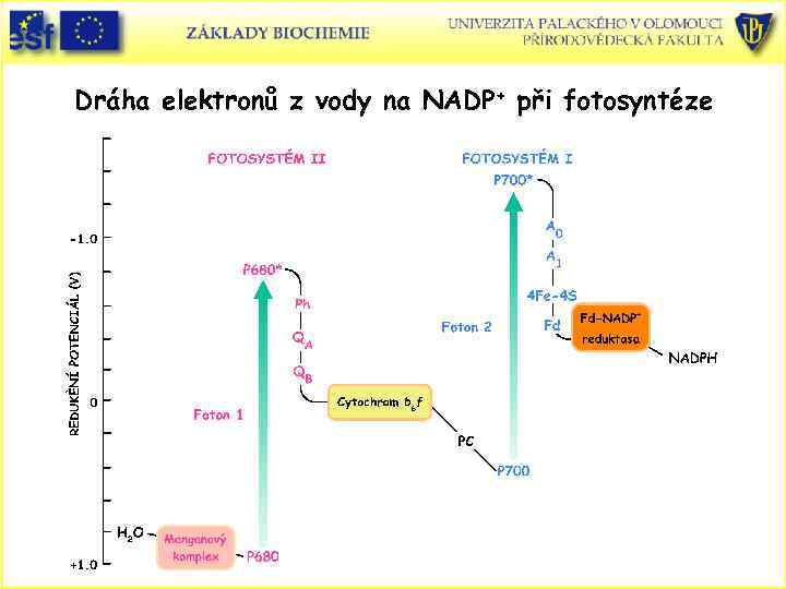 Dráha elektronů z vody na NADP+ při fotosyntéze 