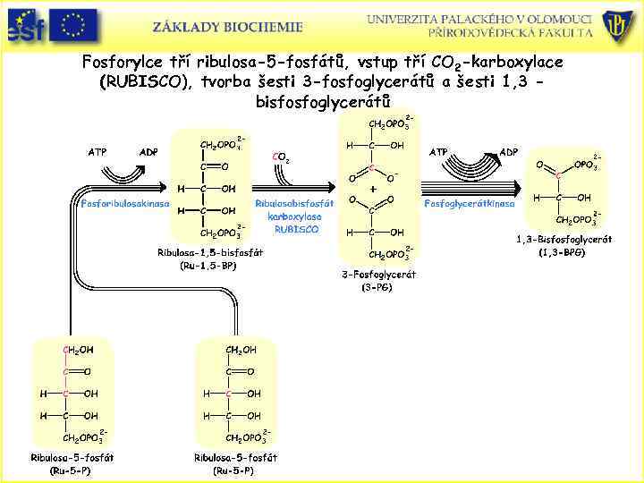 Fosforylce tří ribulosa-5 -fosfátů, vstup tří CO 2 -karboxylace (RUBISCO), tvorba šesti 3 -fosfoglycerátů