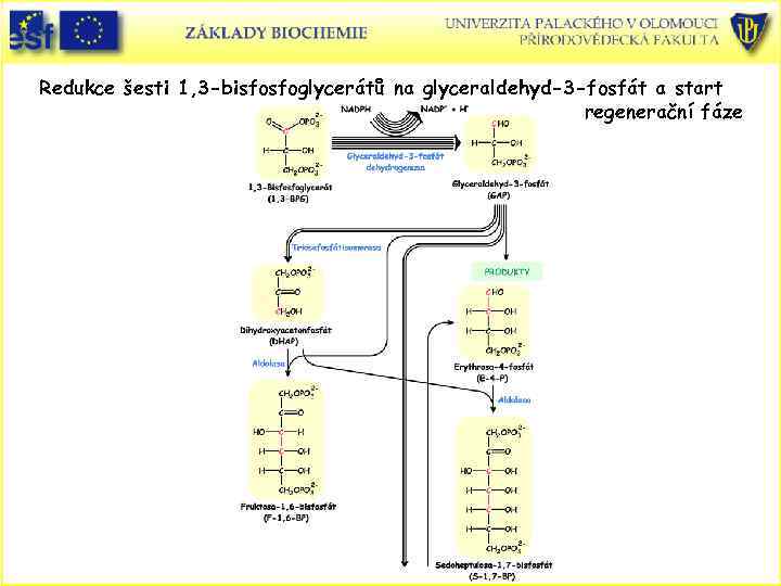 Redukce šesti 1, 3 -bisfosfoglycerátů na glyceraldehyd-3 -fosfát a start regenerační fáze 