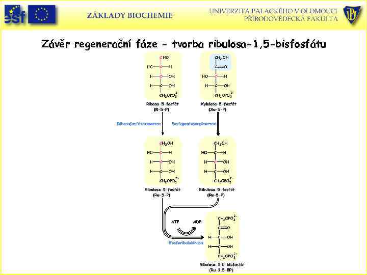 Závěr regenerační fáze - tvorba ribulosa-1, 5 -bisfosfátu 