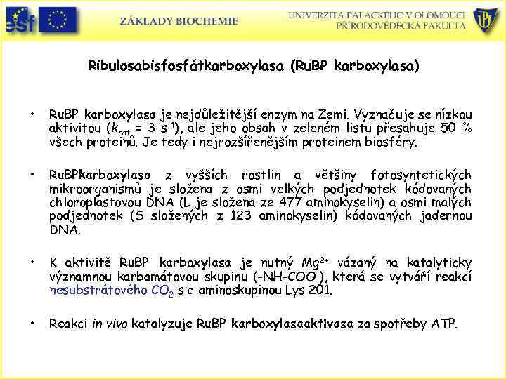 Ribulosabisfosfátkarboxylasa (Ru. BP karboxylasa) • Ru. BP karboxylasa je nejdůležitější enzym na Zemi. Vyznačuje