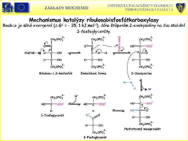 Mechanismus katalýzy ribulosabisfosfátkarboxylasy Reakce je silně exergonní (D Go´= - 35, 1 k. J.