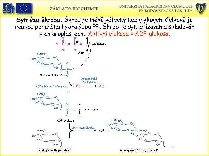 Syntéza škrobu. Škrob je méně větvený než glykogen. Celkově je reakce poháněna hydrolýzou PPi.