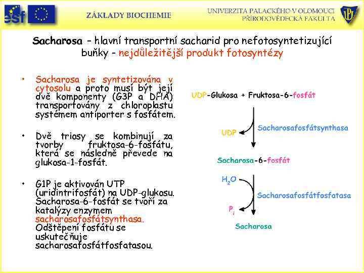 Sacharosa – hlavní transportní sacharid pro nefotosyntetizující buňky - nejdůležitější produkt fotosyntézy • Sacharosa