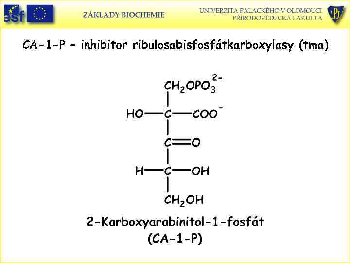 CA-1 -P – inhibitor ribulosabisfosfátkarboxylasy (tma) 