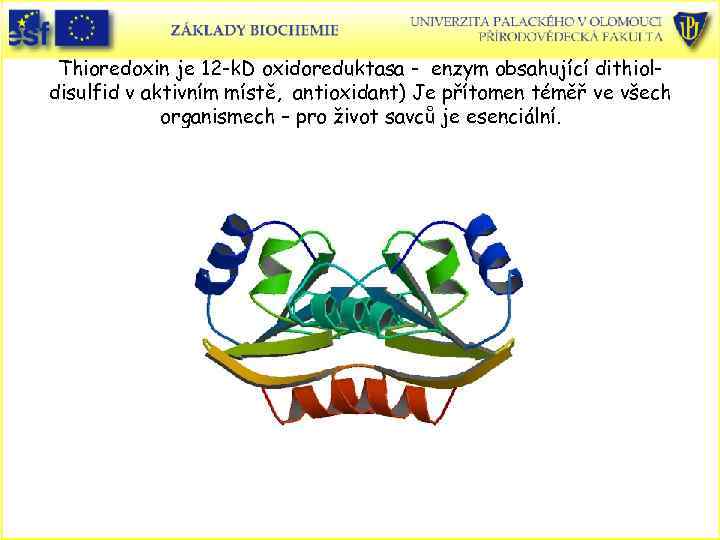 Thioredoxin je 12 -k. D oxidoreduktasa - enzym obsahující dithioldisulfid v aktivním místě, antioxidant)