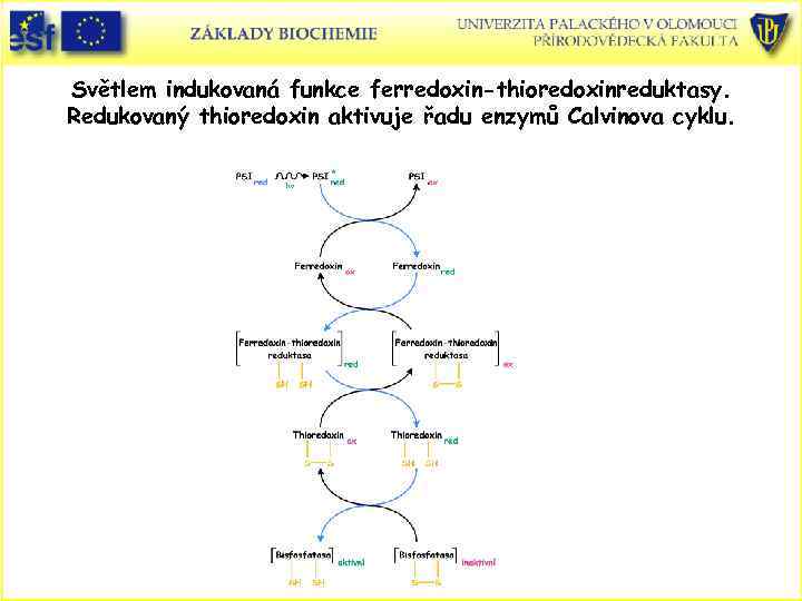 Světlem indukovaná funkce ferredoxin-thioredoxinreduktasy. Redukovaný thioredoxin aktivuje řadu enzymů Calvinova cyklu. 