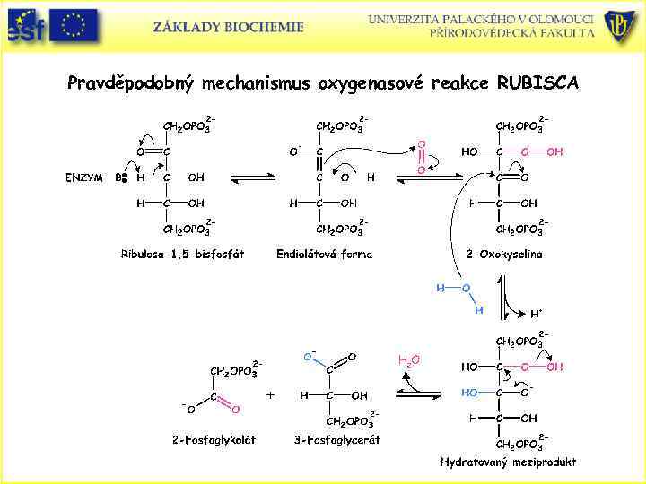 Pravděpodobný mechanismus oxygenasové reakce RUBISCA 