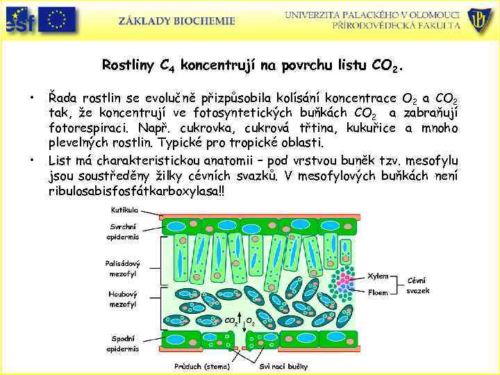 Rostliny C 4 koncentrují na povrchu listu CO 2. • • Řada rostlin se