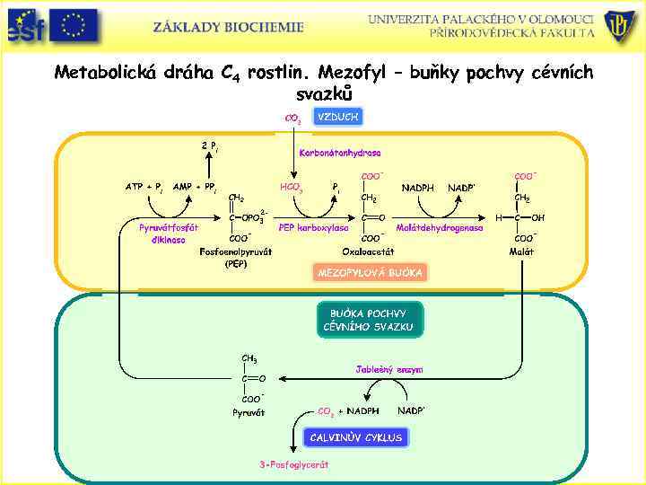 Metabolická dráha C 4 rostlin. Mezofyl – buňky pochvy cévních svazků 