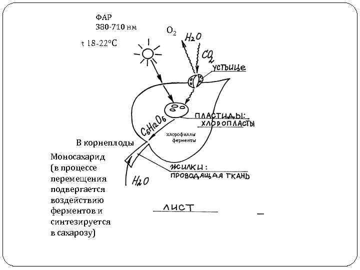 ФАР 380 -710 нм t 18 -22 о. С В корнеплоды Моносахарид (в процессе