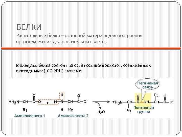 БЕЛКИ Растительные белки – основной материал для построения протоплазмы и ядра растительных клеток. Молекулы