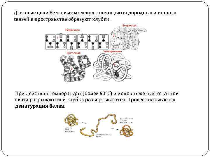 Длинные цепи белковых молекул с помощью водородных и ионных связей в пространстве образуют клубки.