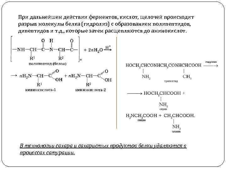 При дальнейшем действии ферментов, кислот, щелочей происходит разрыв молекулы белка (гидролиз) с образованием полипептидов,