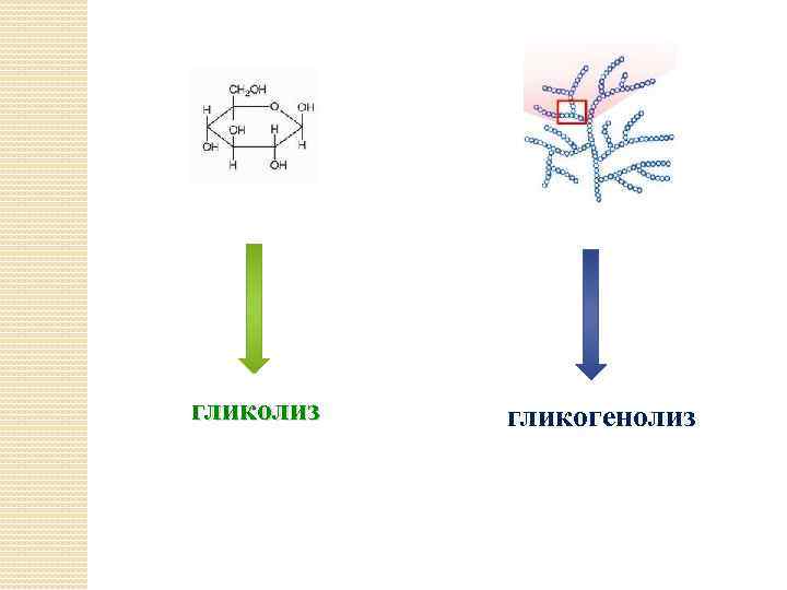 гликолиз гликогенолиз 