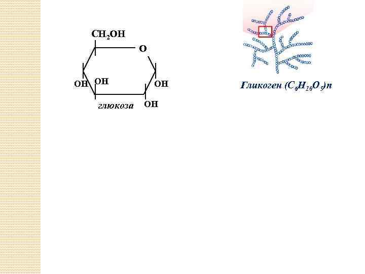 СН 2 ОН ОН глюкоза ОН ОН Гликоген (С 6 Н 10 О 5)n