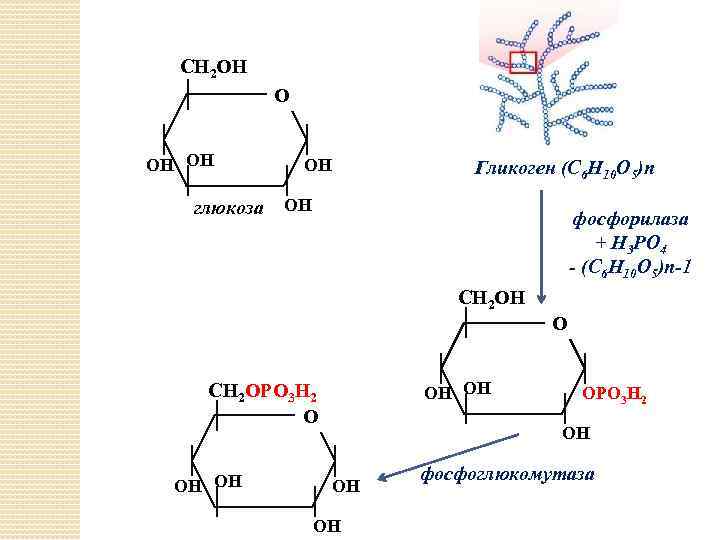 СН 2 ОН ОН глюкоза ОН Гликоген (С 6 Н 10 О 5)n ОН