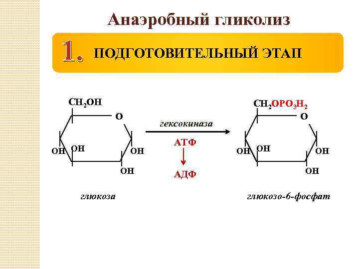 Анаэробный гликолиз схема