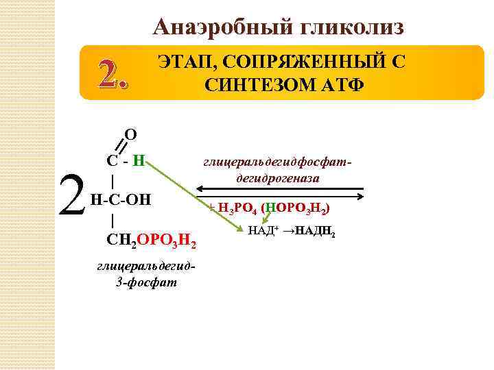 Анаэробный гликолиз 2. ЭТАП, СОПРЯЖЕННЫЙ С СИНТЕЗОМ АТФ О 2 С-Н глицеральдегидфосфатдегидрогеназа | Н-С-ОН