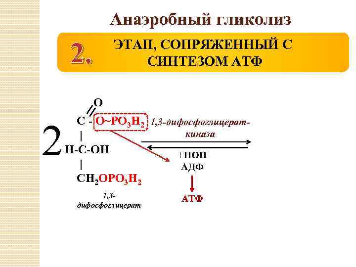 Анаэробный гликолиз 2. ЭТАП, СОПРЯЖЕННЫЙ С СИНТЕЗОМ АТФ О 2 С - О~РО 3