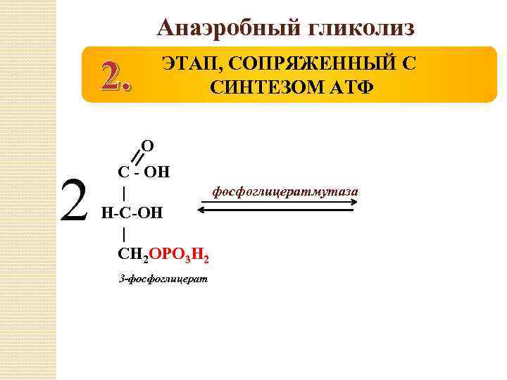 Анаэробный гликолиз 2. ЭТАП, СОПРЯЖЕННЫЙ С СИНТЕЗОМ АТФ О С - ОН фосфоглицератмутаза |