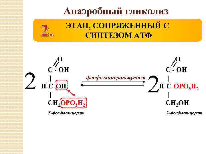 В процессе анаэробного гликолиза атф образуется