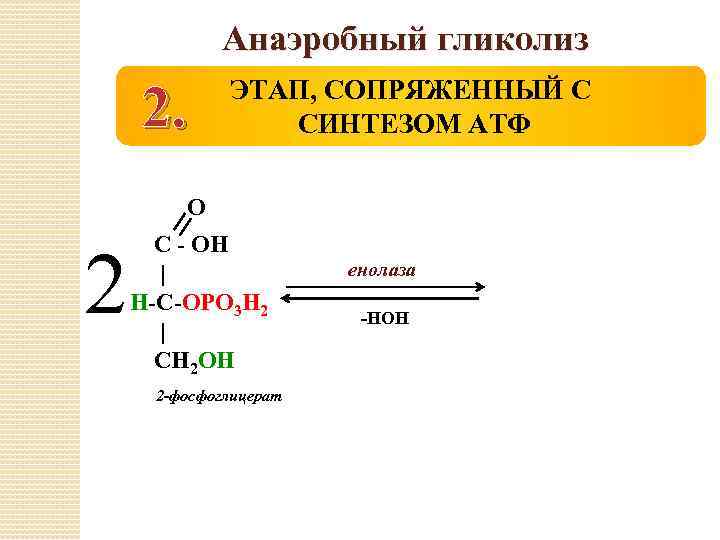 Анаэробный гликолиз 2. ЭТАП, СОПРЯЖЕННЫЙ С СИНТЕЗОМ АТФ О 2 С - ОН |
