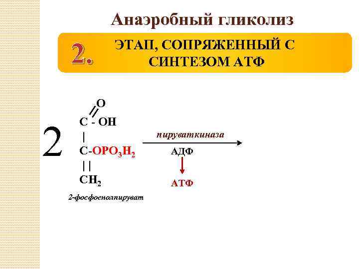 Анаэробный гликолиз 2. ЭТАП, СОПРЯЖЕННЫЙ С СИНТЕЗОМ АТФ О 2 С - ОН |