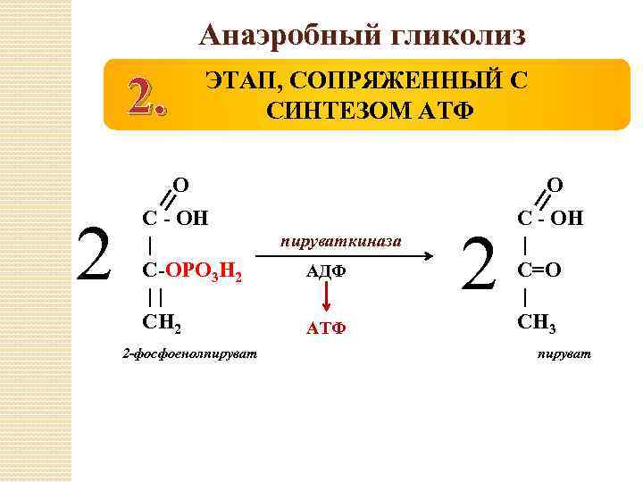 Анаэробный гликолиз 2. ЭТАП, СОПРЯЖЕННЫЙ С СИНТЕЗОМ АТФ О 2 С - ОН |