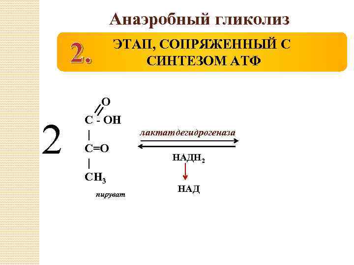 Анаэробный гликолиз 2. ЭТАП, СОПРЯЖЕННЫЙ С СИНТЕЗОМ АТФ О С - ОН | С=О