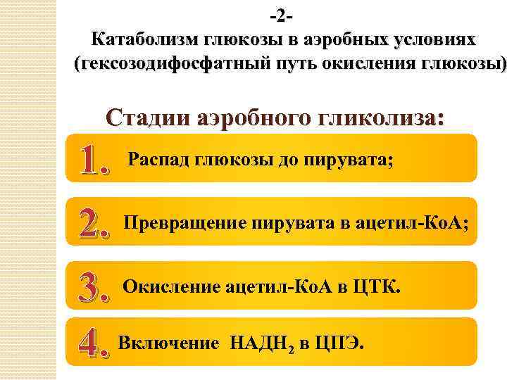 -2 Катаболизм глюкозы в аэробных условиях (гексозодифосфатный путь окисления глюкозы) Стадии аэробного гликолиза: 1.