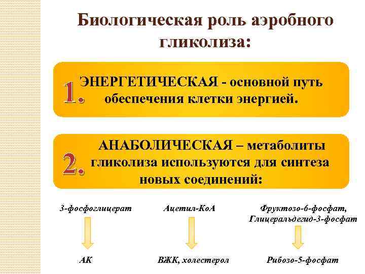 Биологическая роль аэробного гликолиза: ЭНЕРГЕТИЧЕСКАЯ - основной путь обеспечения клетки энергией. 1. 2. АНАБОЛИЧЕСКАЯ