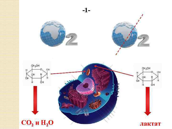 -1 - СО 2 и Н 2 О лактат 
