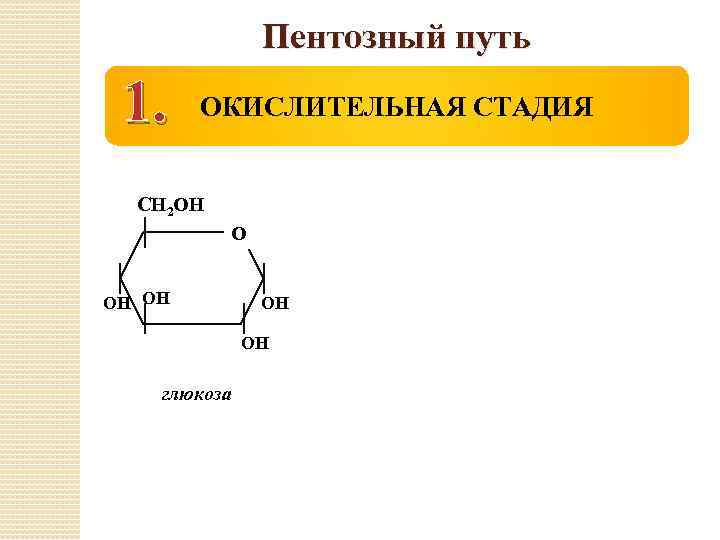 Пентозный путь 1. ОКИСЛИТЕЛЬНАЯ СТАДИЯ СН 2 ОН ОН глюкоза 