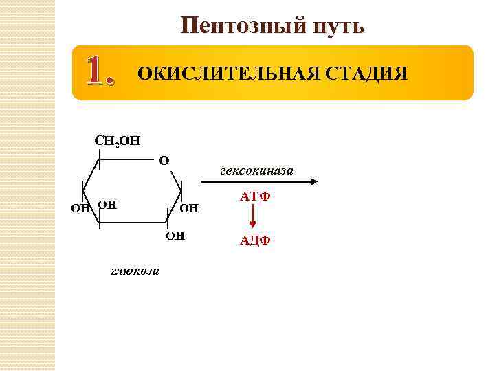 Пентозный путь 1. ОКИСЛИТЕЛЬНАЯ СТАДИЯ СН 2 ОН ОН гексокиназа ОН ОН глюкоза АТФ