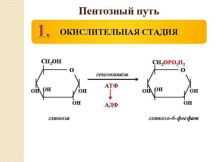 Пентозный путь 1. ОКИСЛИТЕЛЬНАЯ СТАДИЯ СН 2 ОН ОН гексокиназа ОН ОН глюкоза АТФ