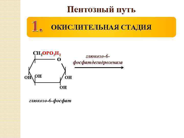 Пентозный путь 1. ОКИСЛИТЕЛЬНАЯ СТАДИЯ СН 2 ОРО 3 Н 2 О ОН ОН