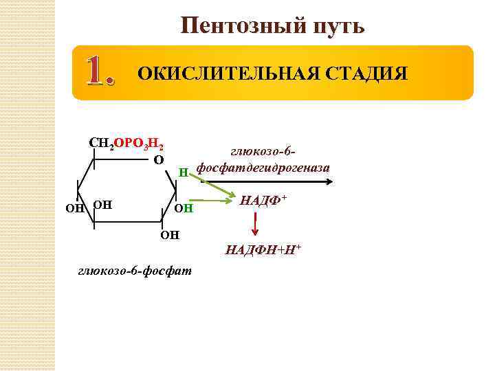 Пентозный путь 1. ОКИСЛИТЕЛЬНАЯ СТАДИЯ СН 2 ОРО 3 Н 2 О ОН ОН