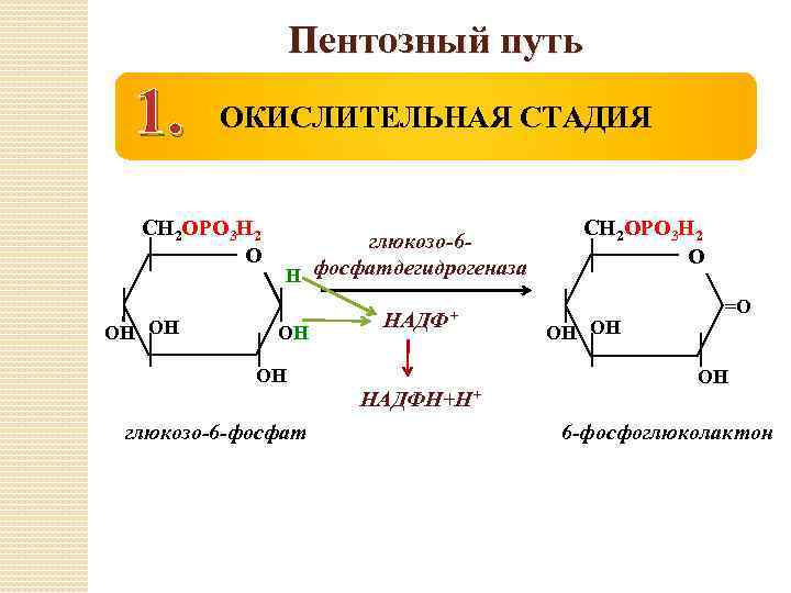 Пентозный путь 1. ОКИСЛИТЕЛЬНАЯ СТАДИЯ СН 2 ОРО 3 Н 2 О ОН ОН