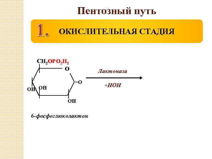 Пентозный путь 1. ОКИСЛИТЕЛЬНАЯ СТАДИЯ СН 2 ОРО 3 Н 2 О ОН ОН