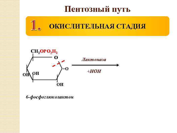 Пентозный путь 1. ОКИСЛИТЕЛЬНАЯ СТАДИЯ СН 2 ОРО 3 Н 2 О ОН ОН