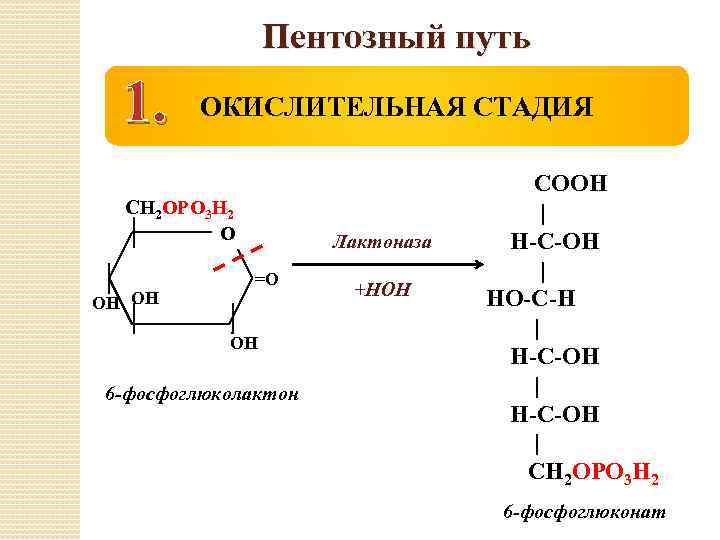 Пентозный путь 1. ОКИСЛИТЕЛЬНАЯ СТАДИЯ СН 2 ОРО 3 Н 2 О ОН ОН